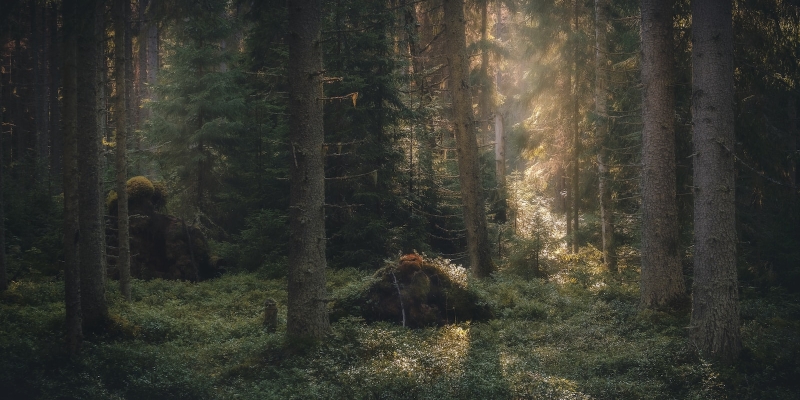 a forest filled with lots of tall trees